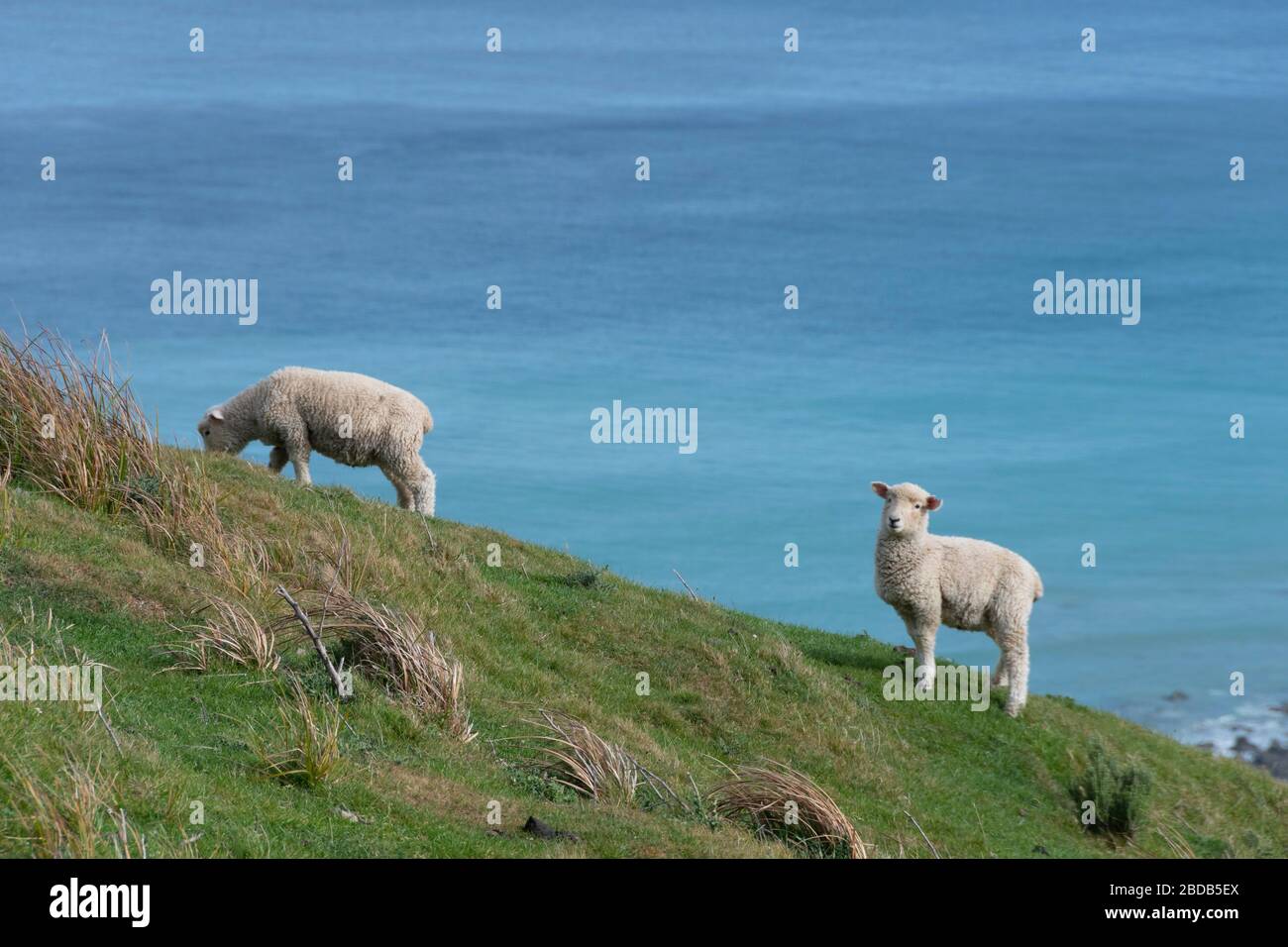 Moutons et agneaux sur une colline au-dessus de l'océan Pacifique, Glenburn, Wairarapa, Nouvelle-Zélande Banque D'Images