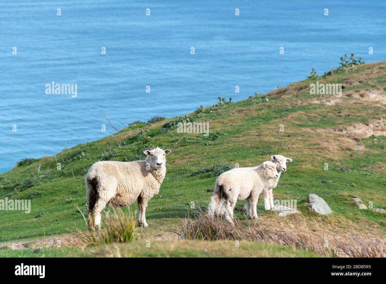 Moutons et agneaux sur une colline au-dessus de l'océan Pacifique, Glenburn, Wairarapa, Nouvelle-Zélande Banque D'Images