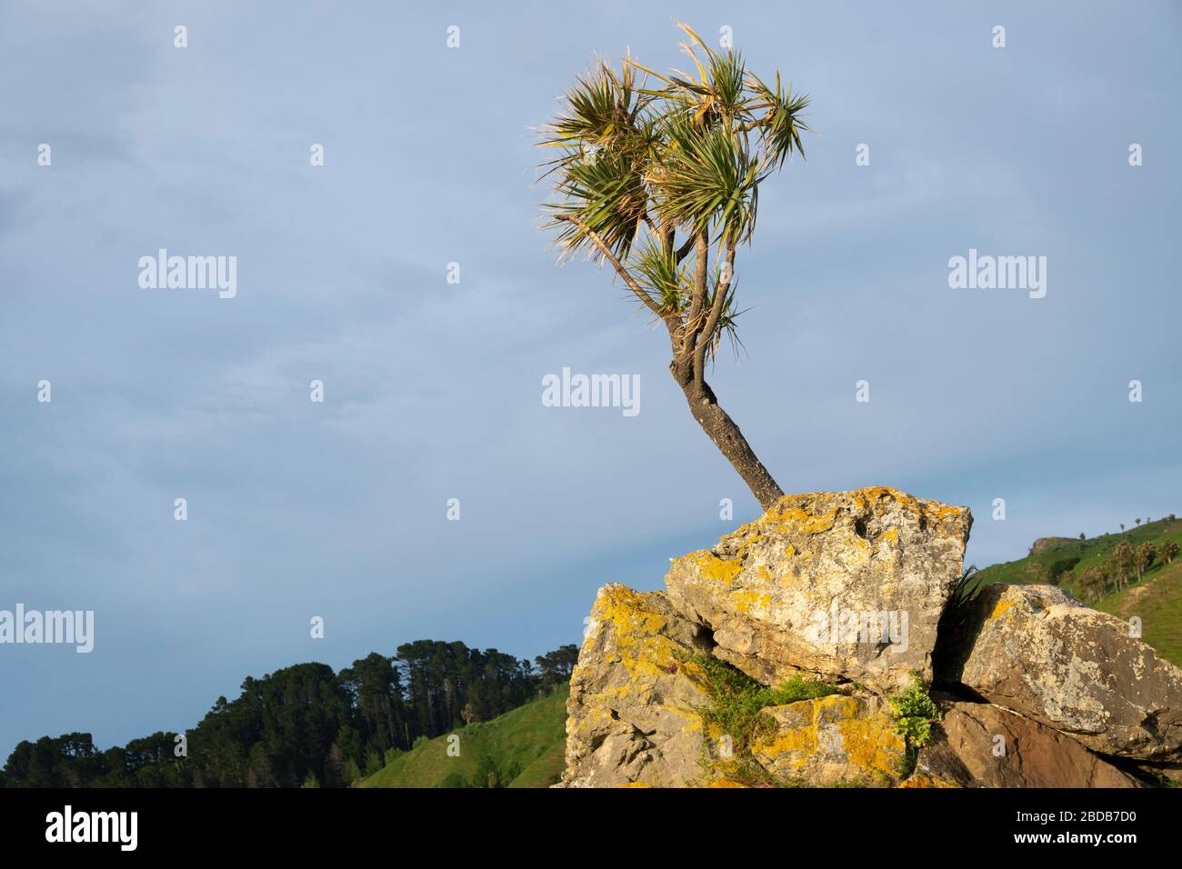 Arbre de chou poussant sur une affleurement rocheux, Glenburn, Wairarapa, Nouvelle-Zélande Banque D'Images