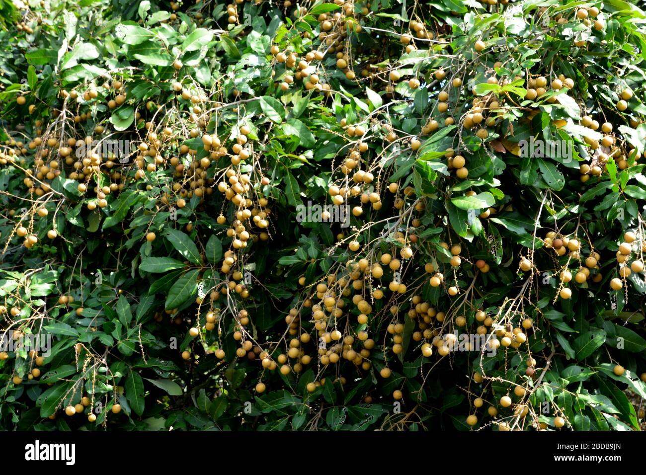 Le longane Fruit Tree - Litchi proche parent Banque D'Images