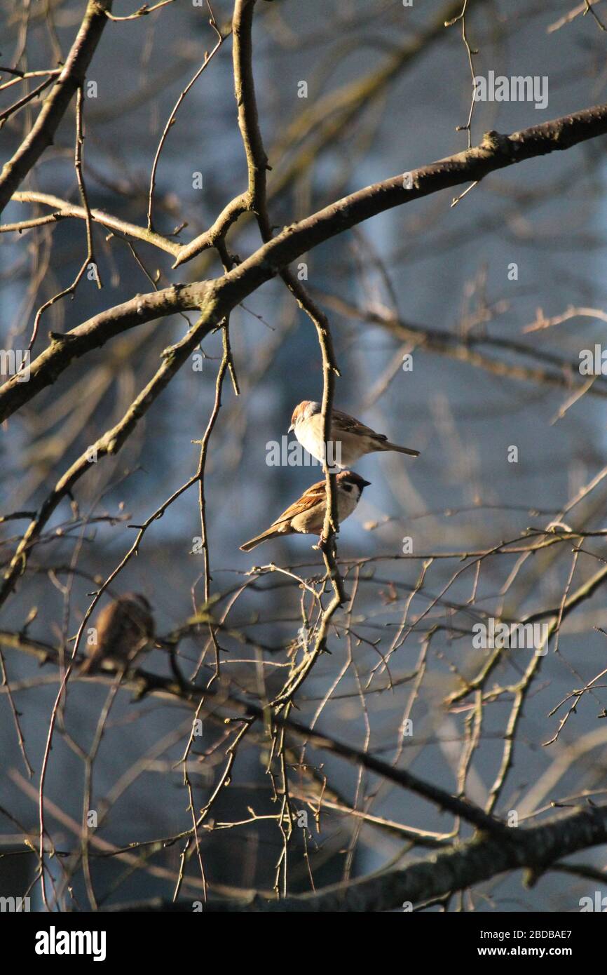 les petits oiseaux clairsemés se réchauffent dans les rayons du coucher du soleil sur l'arbre au printemps Banque D'Images