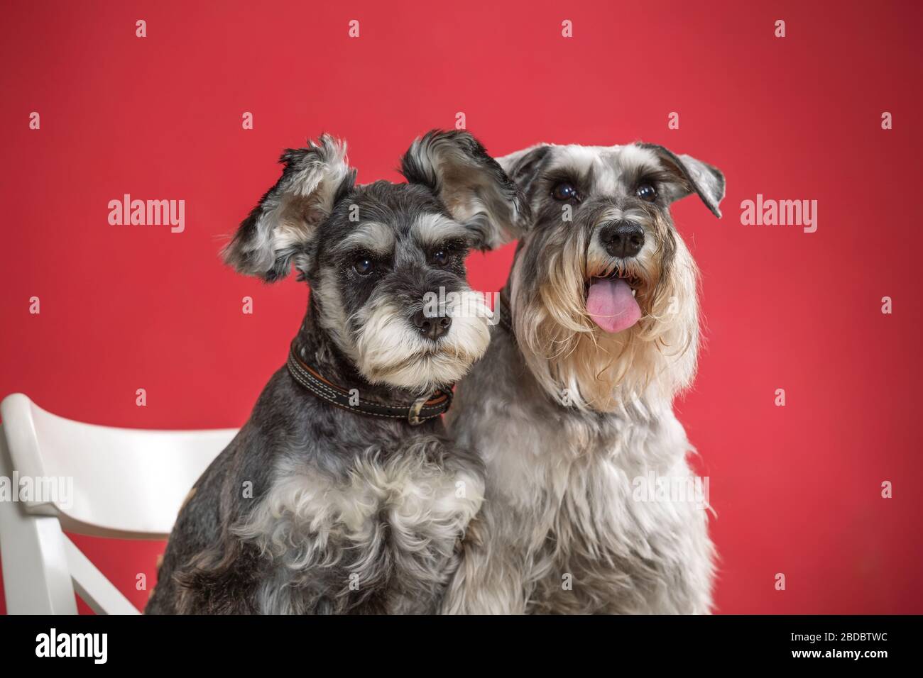 Portrait de deux chiens schnauzer miniatures dans un studio avec un fond rouge Banque D'Images