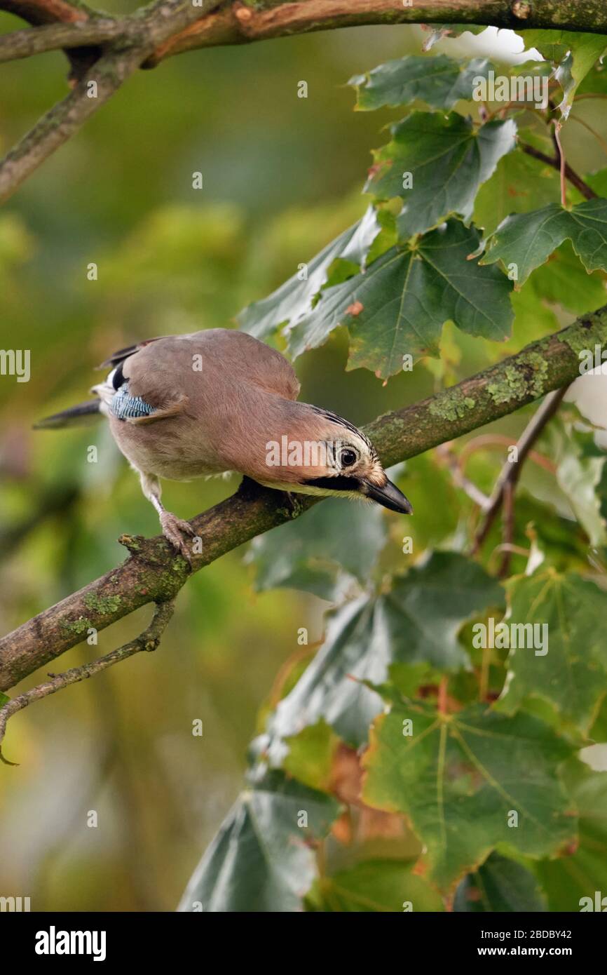 Eurasian Jay ( Garrulus glandarius ), perché dans un arbre, observant le sol, curieux, semble drôle, la faune, l'Europe. Banque D'Images