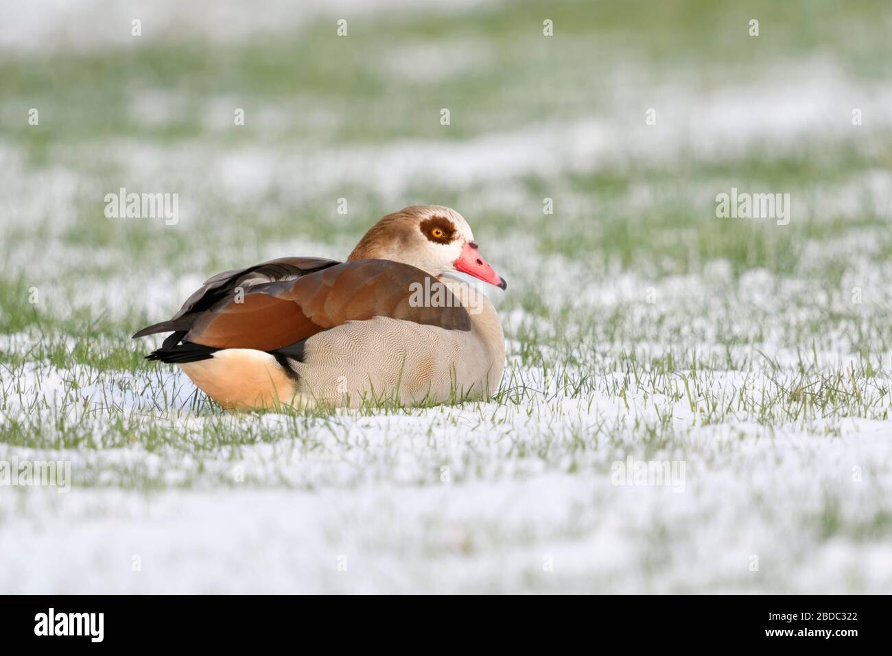 Egyptian goose / Nilgans (Alopochen aegyptiacus) en hiver, le mensonge, reposant sur des terres agricoles, la faune, l'Europe. Banque D'Images