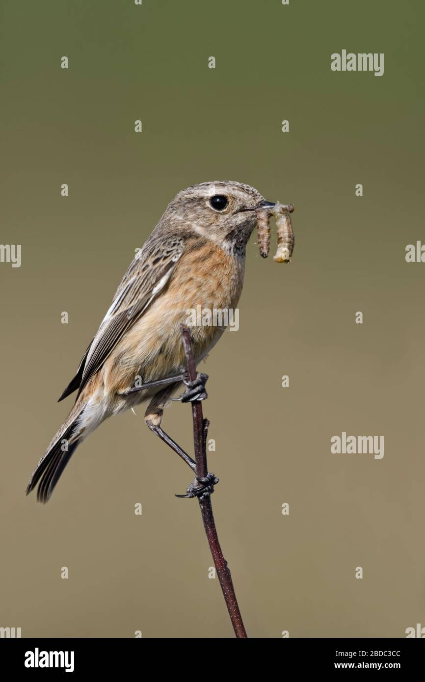 European Stonechat Schwarzkehlchen Saxicola torquata ( / ), femme, perché au sommet d'une succursale, d'une holding proie vers blancs ( ) dans son bec, la faune, l'Europe. Banque D'Images