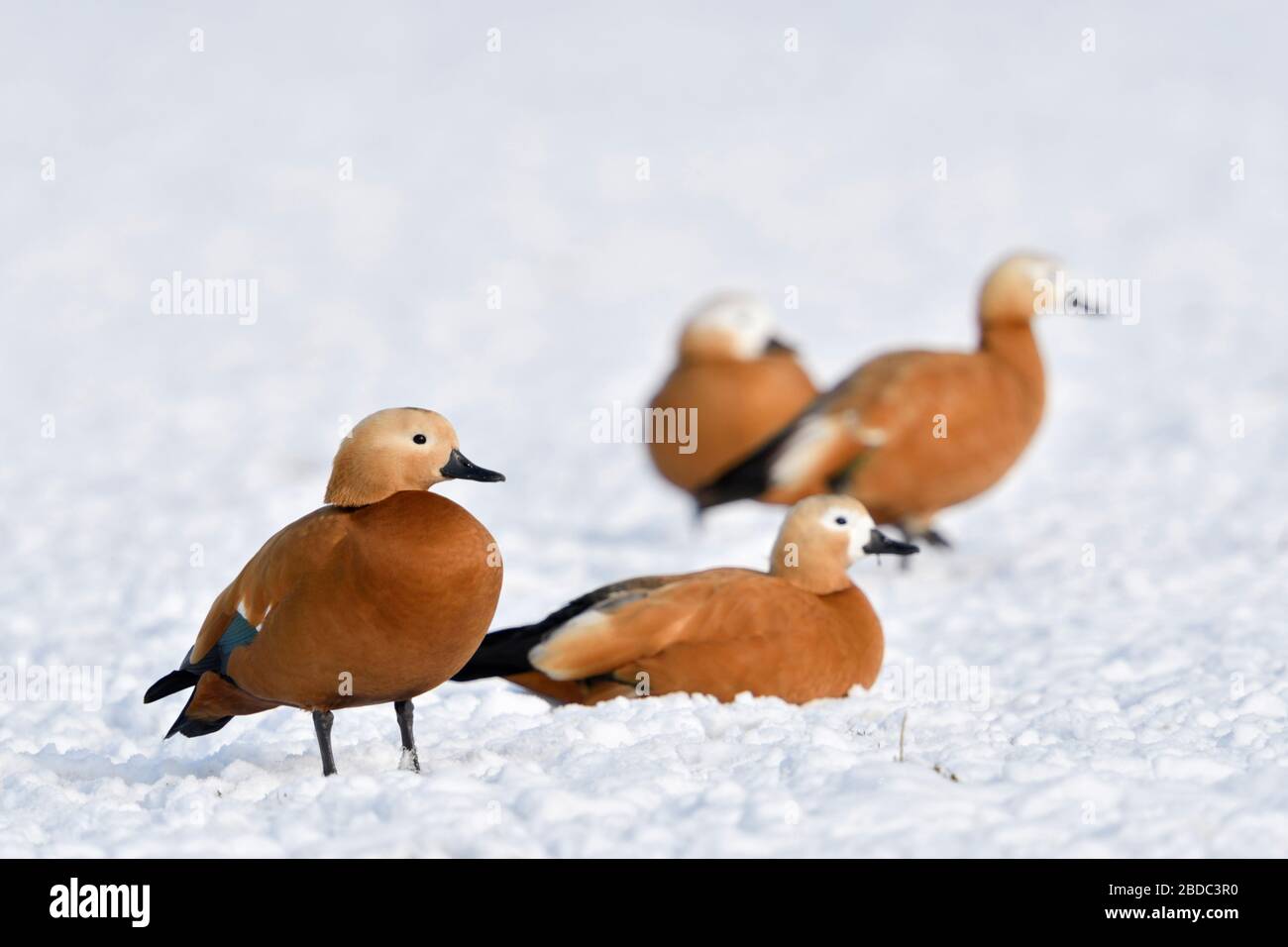 / Rostgänse Shelducks Ruddy ( tadorne casarca ), petit troupeau, se reposant dans la neige, sur des terres agricoles couvertes de neige, l'hiver, espèces envahissantes spezies en Europe, w Banque D'Images