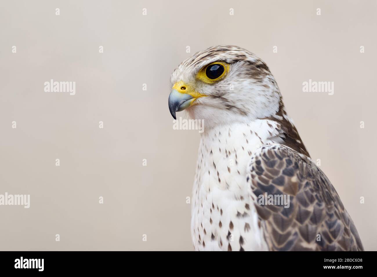 Saker Falcon ( Falco Cherrug ), oiseau fauconnerie très considéré, se reproduit de l'Europe centrale à l'est à travers l'Asie à Manchuria, tir en tête détaillé. Banque D'Images