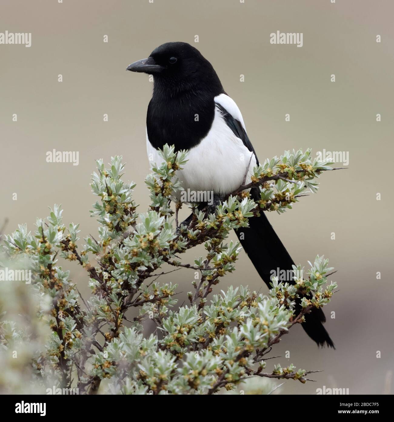 Elster / Pie bavarde Pica pica ( ) perché sur un buisson d'argousier, regarder, comportement typique de cette timide et attentionné, d'oiseaux, de la faune de l'Europe. Banque D'Images