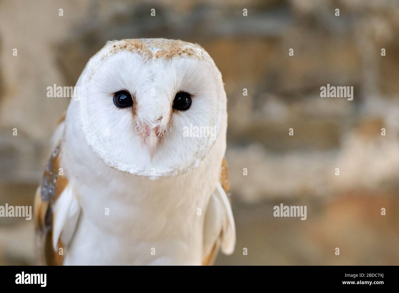 Grange Owl / Schleiereule ( Tyto alba ), Common Barn Owl, variante blanche, headshot, vue frontale, Europe occidentale. Banque D'Images