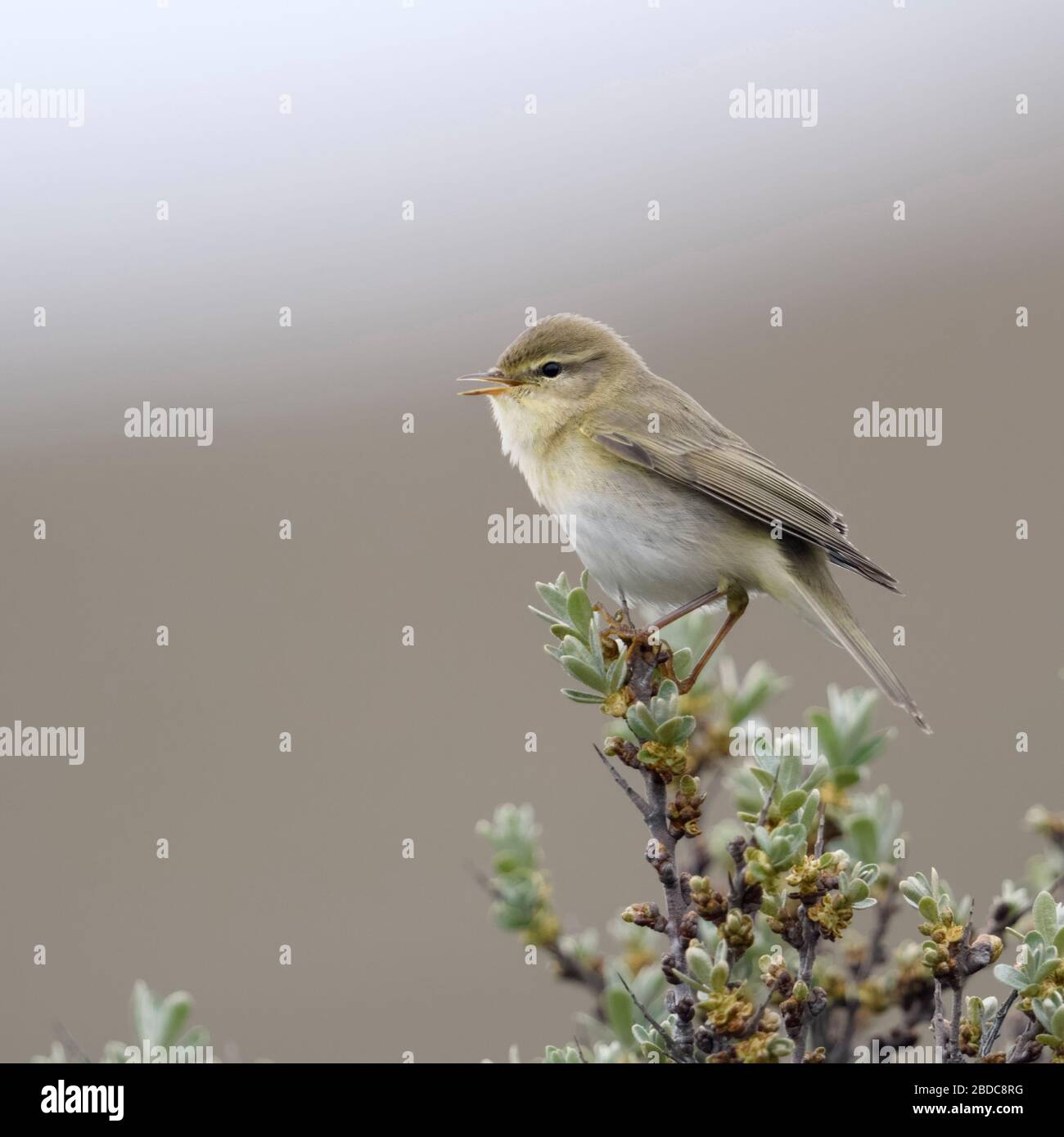 Willow Warbler fitis Phylloscopus trochilus ( / ), petit oiseau, l'homme adulte au printemps, perché au sommet d'argousier, le chant, la faune, l'Europe. Banque D'Images