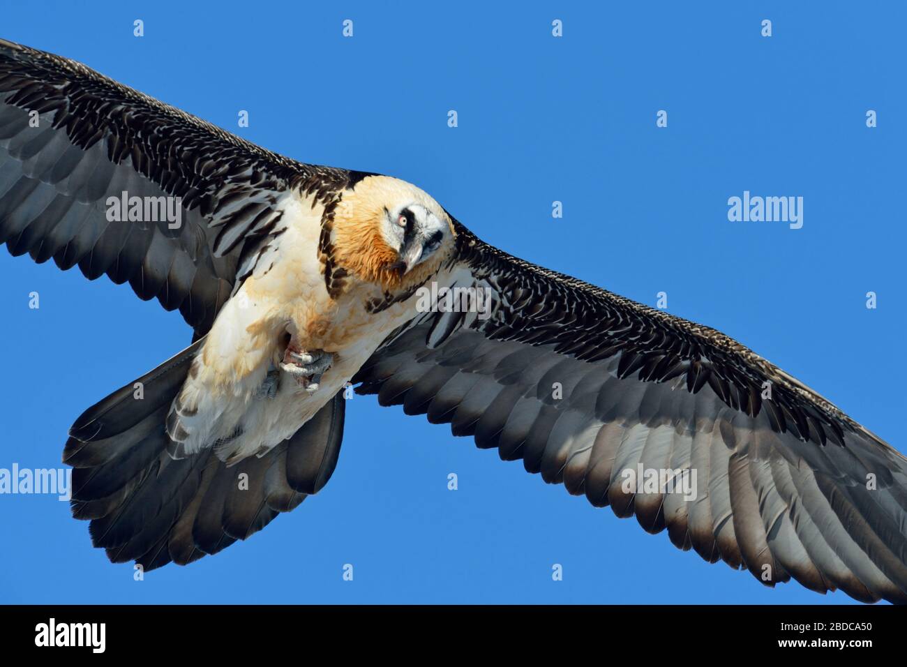 Barbu Vautour / Laemmergeier ( Gypaetus barbatus ), Lammergeier, Ossifrage, portant un os dans ses tatons, tenant des proies, alpes suisses, faune, Europ Banque D'Images