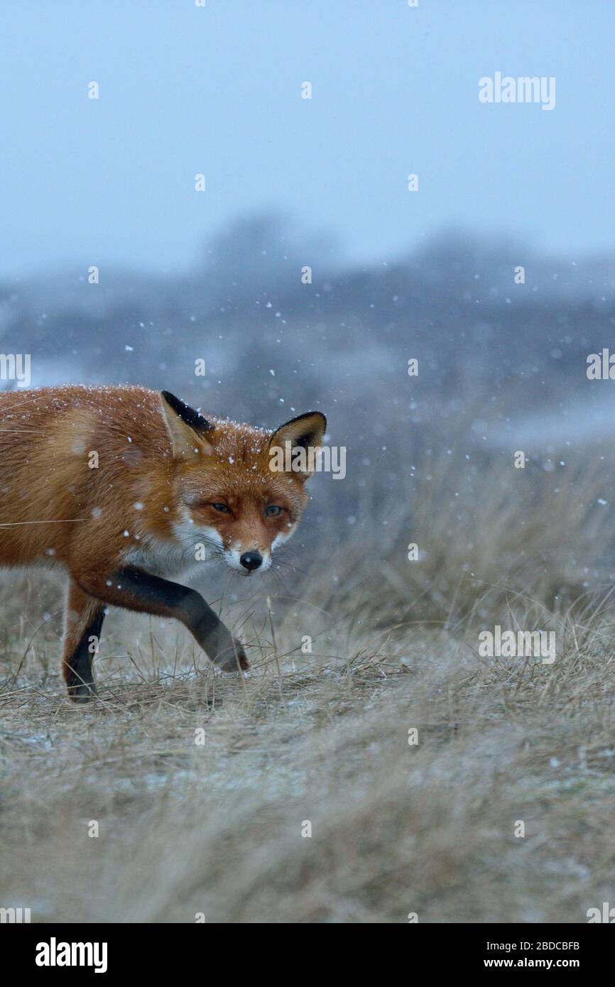 Le Renard roux Vulpes vulpes ( ), renard rusé, se faufiler à travers l'herbe au-dessus d'une colline, des chutes de neige, journée d'hiver, comportement typique, de la faune, de l'Europe. Banque D'Images