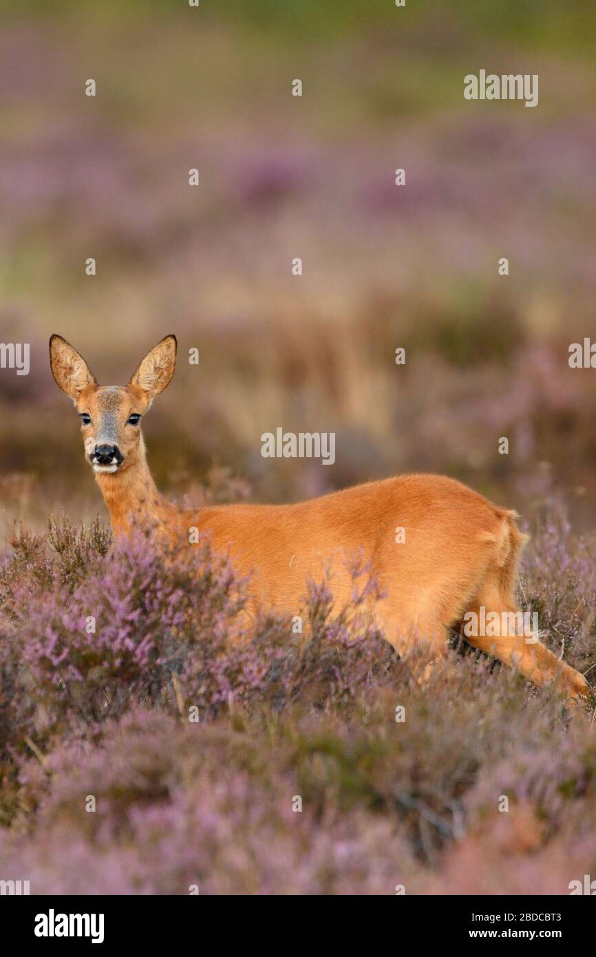 ROE Deer ( Capreolus capreolus ), femme, doe, debout dans la bruyère florissante violette, regardant attentivement, faune sauvage, Europe. Banque D'Images