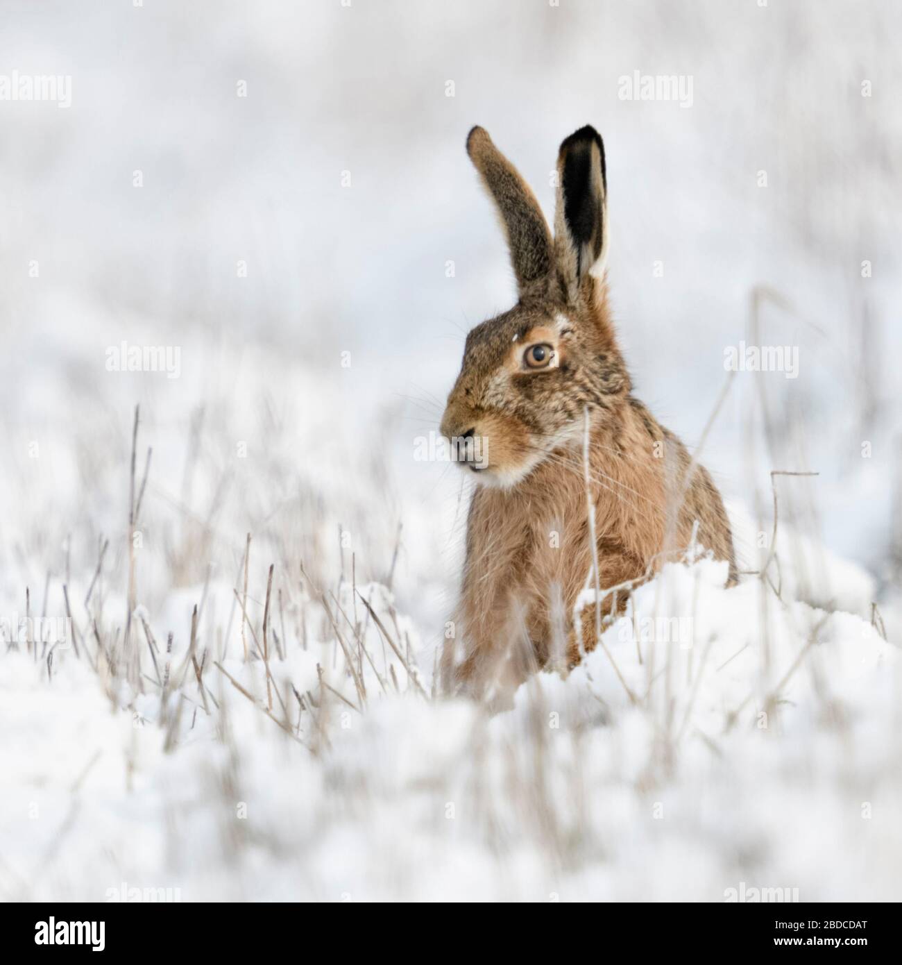 Lièvre brun / lièvre européen / Feldhase (Lepus europaeus ) en hiver, assis dans la neige, l'air drôle, la faune, l'Europe. Banque D'Images