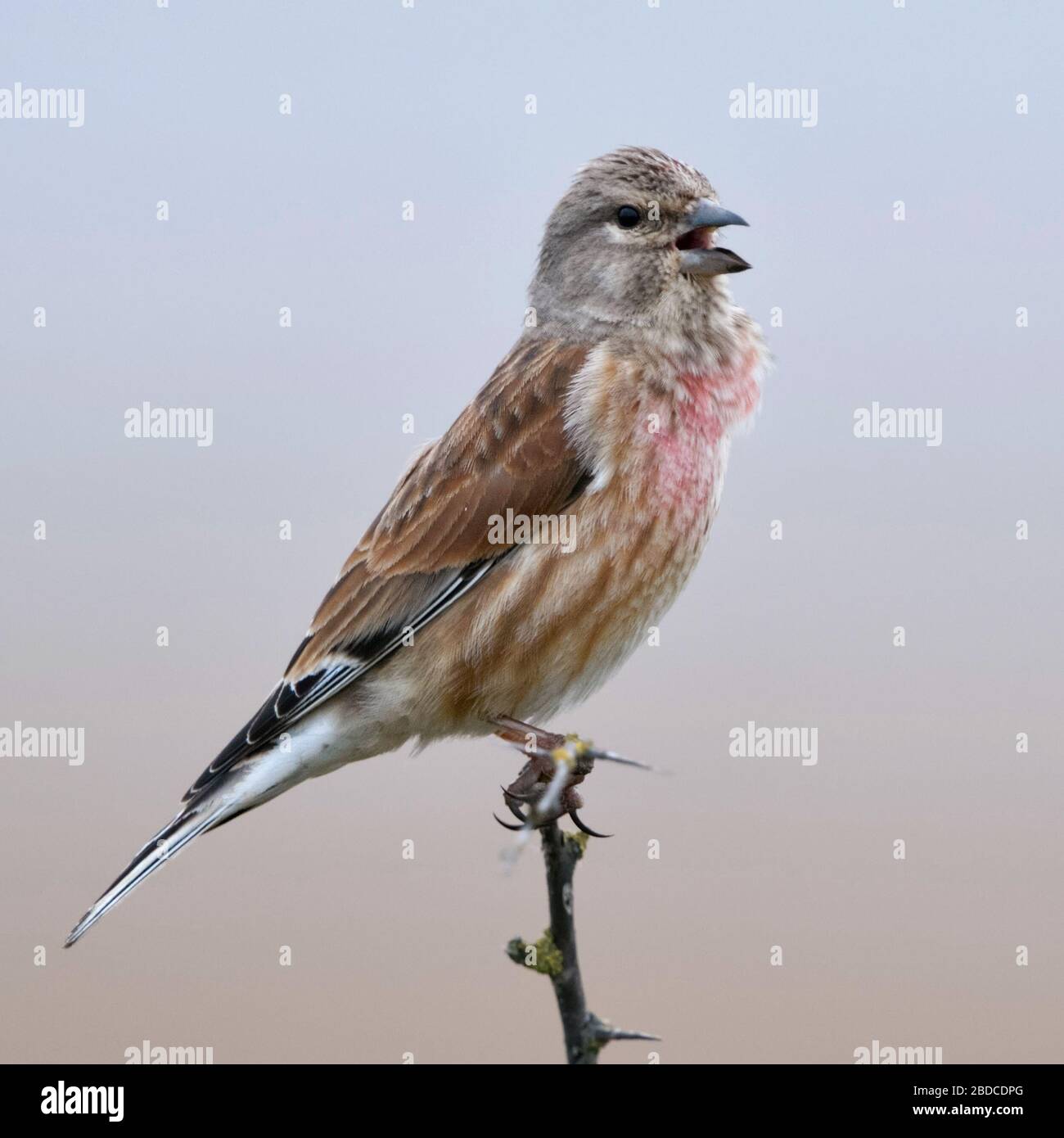 / Linnet Bluthänfling commun ( Carduelis cannabina ), homme oiseau en robe de reproduction, perché au sommet d'un épineux secs bush, le chant, la faune, l'Europe. Banque D'Images