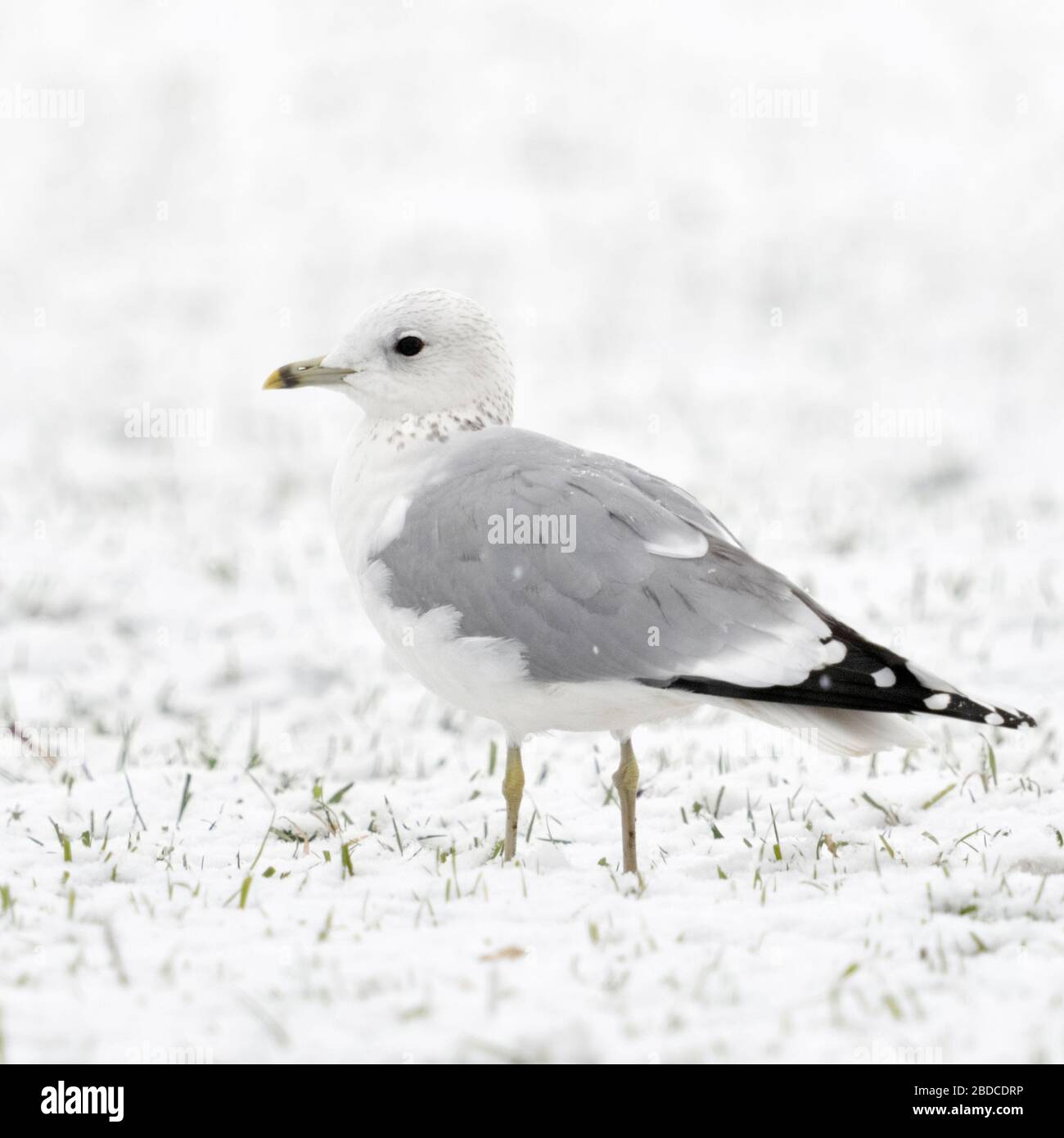Mew Gull / Sturmmoewe ( Larus canus ) en hiver, assis sur des terres agricoles, jeune oiseau en deuxième hiver, la faune, l'Europe. Banque D'Images