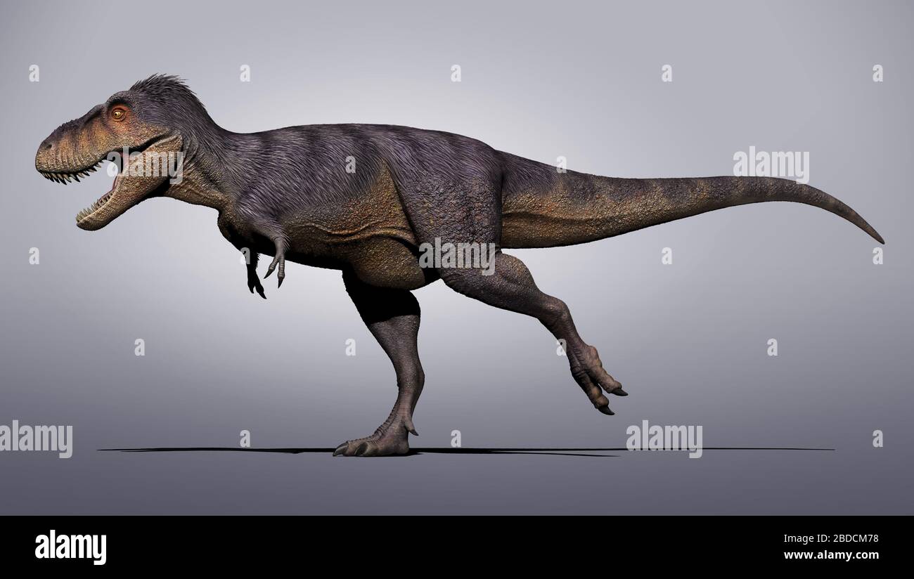 Tarbosaurus bataar un genre de dinosaure de théropodes tyrannosauridés Banque D'Images