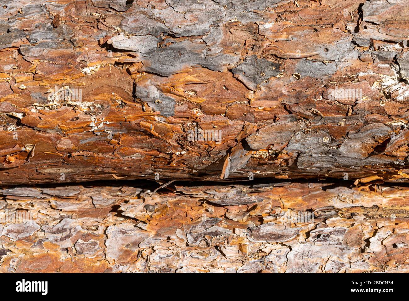 Couper l'écorce de pin. Fond brun naturel avec texture. Le tronc des conifères .. Abattage de la forêt. Dévastation de l'environnement. Lumière et sha Banque D'Images