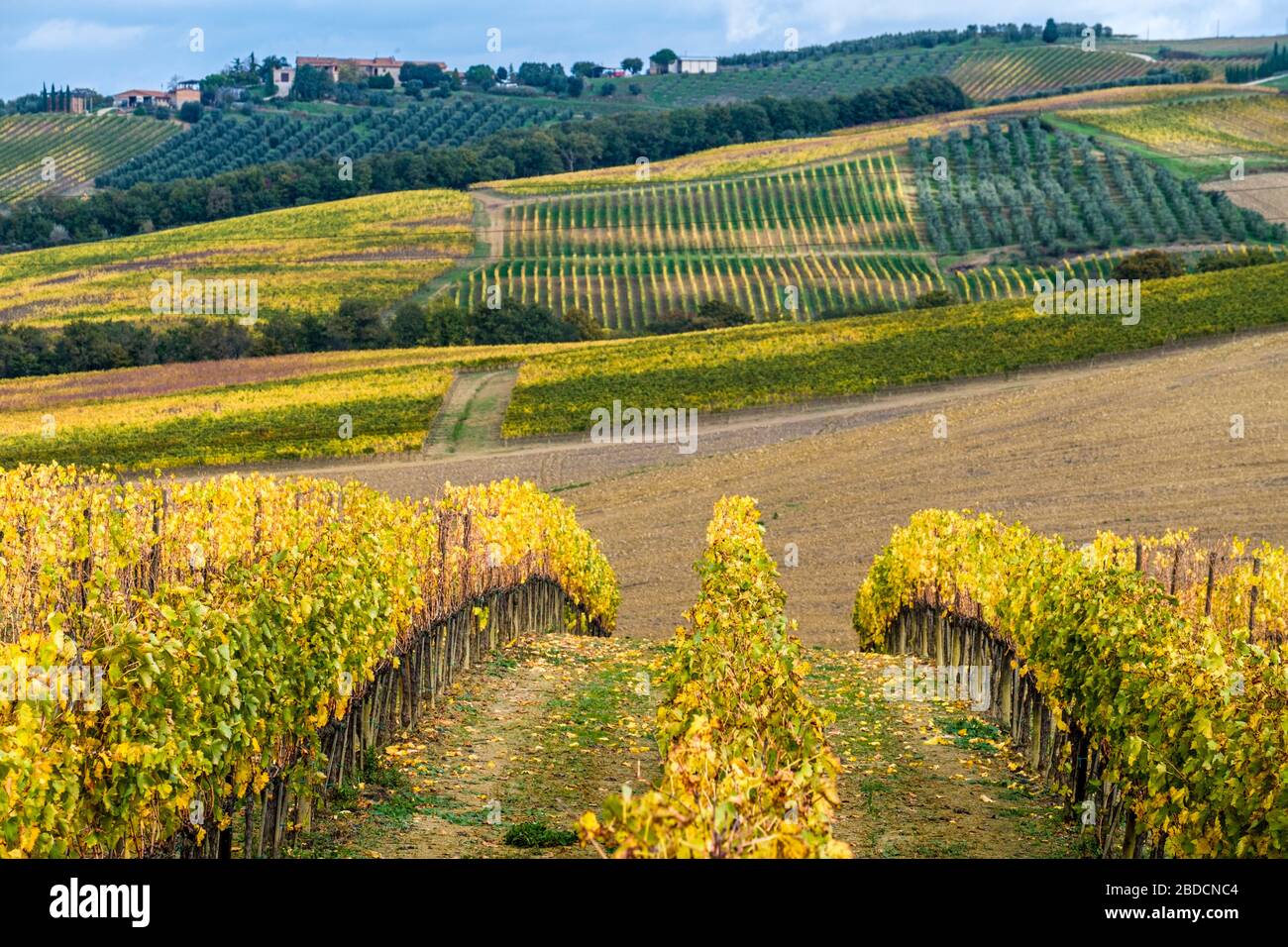 Montalcino, Toscane, Italie Banque D'Images