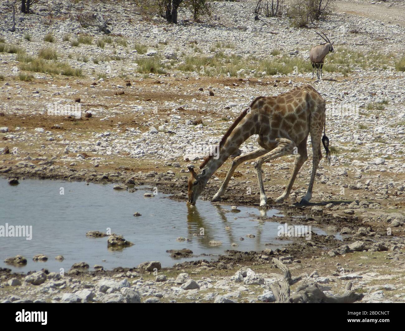 Girafe boire au billabong / trou d'eau . Gros plan . Safari Tour Etosha nationalpark , Namibie . Oryx antilope en arrière-plan . Long cou stoop vers le bas Banque D'Images