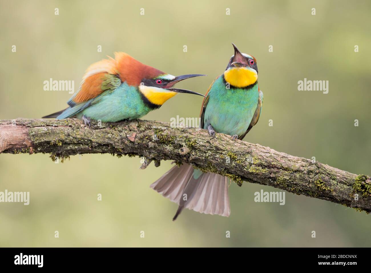 Couple d'abeilles sur la branche (Merops apiaster) Banque D'Images