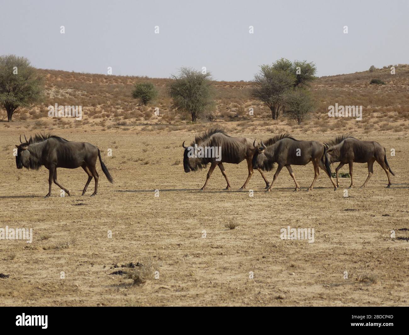 Wildebeest bleu ou gnu avec de grandes cornes ( groupe de quatre ) similaire au buffle marchant à travers les terres de sécheresse avec terrain aride et buisson dans nationalpark Afrique Banque D'Images