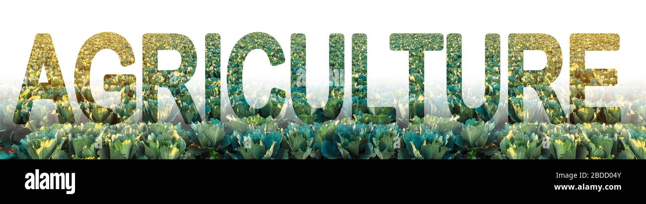 Mot culture agricole sur le fond d'une plantation de chou. Cultiver des légumes alimentaires, l'agriculture traditionnelle. Comptabilité, Banque, Finance Banque D'Images