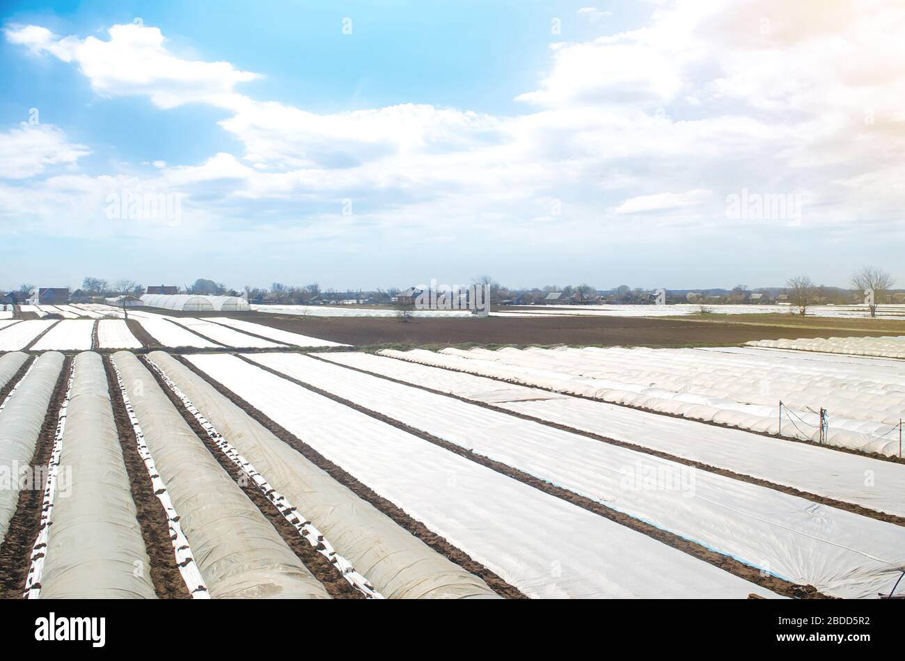 Les champs agricoles agricoles couverts de fibres plastiques agrofibres blanches de sphunbond. Adaptation à un climat instable et augmentation des rendements antérieurs. Augmenté Banque D'Images