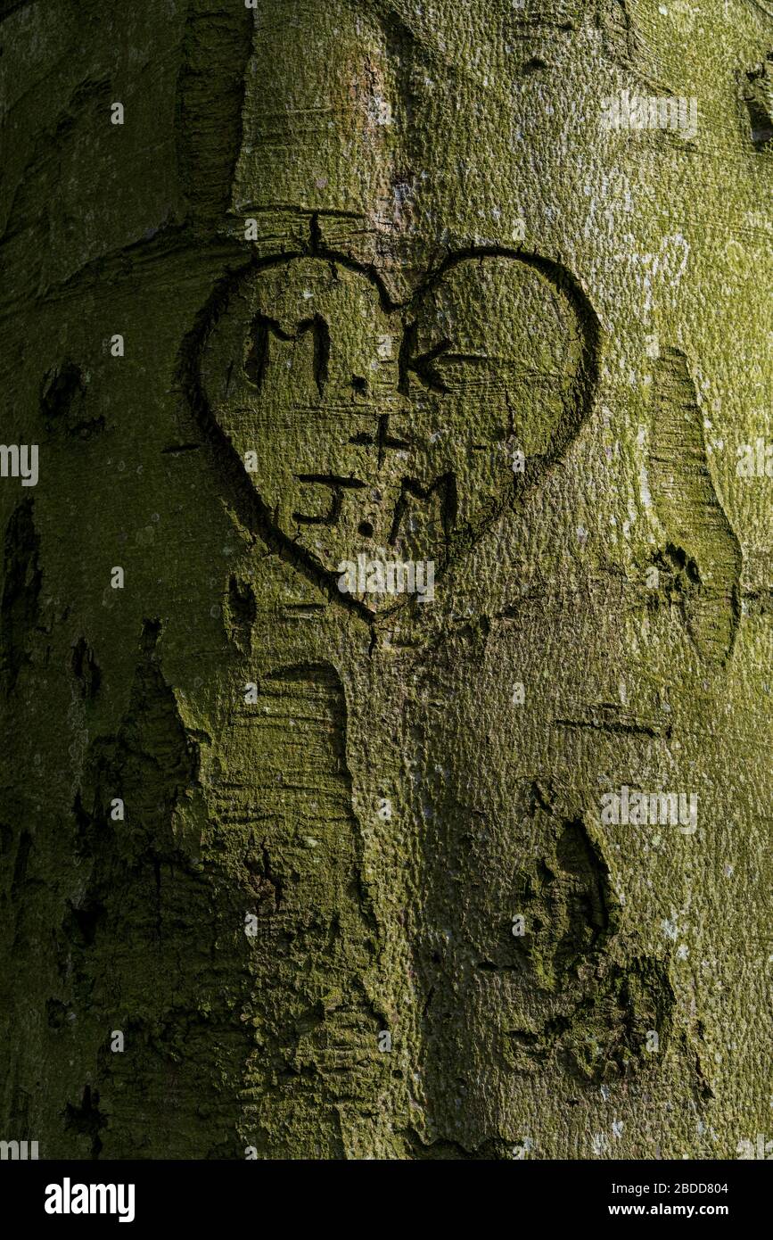 Un coeur d'amour avec des initiales sculptées dans un arbre dans le Phoenix Park, Dublin, Irlande. Banque D'Images