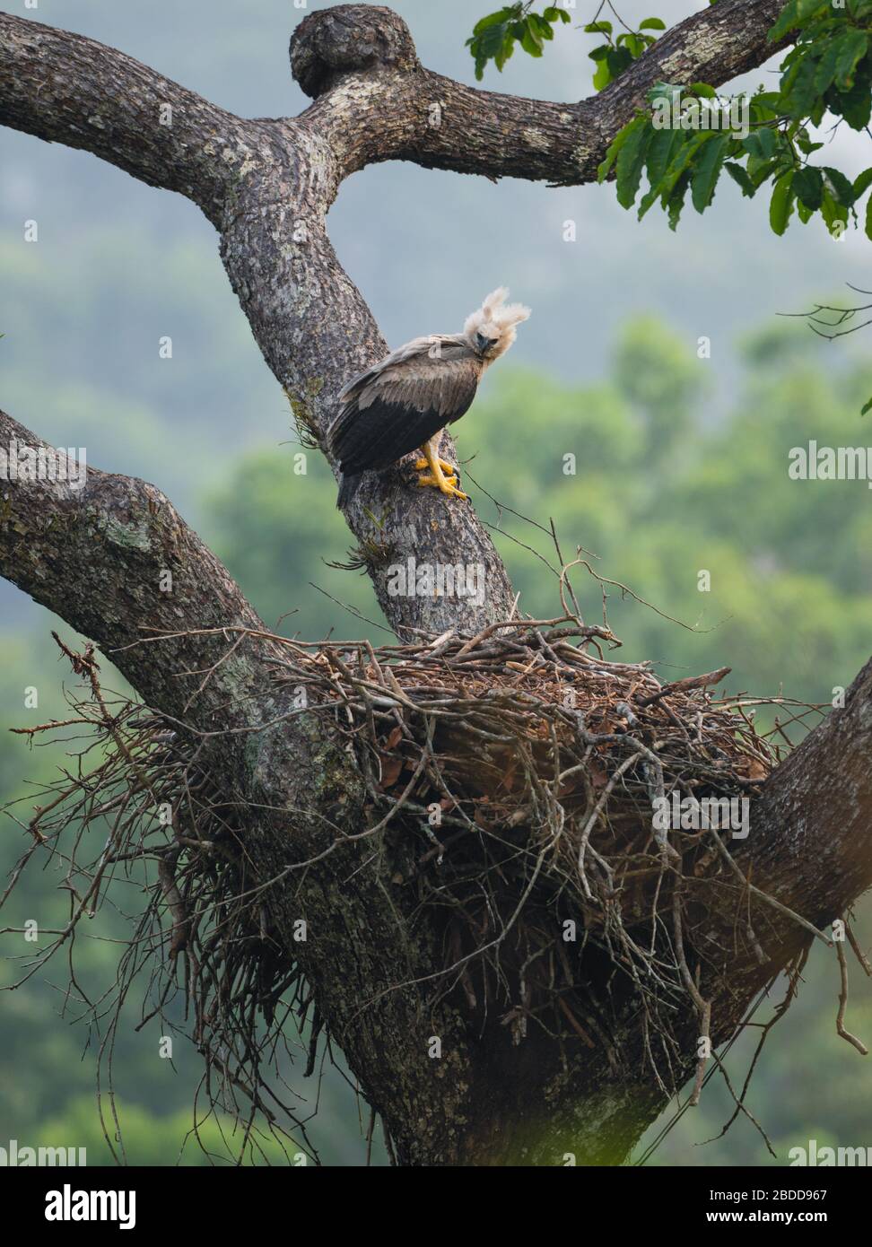 Un aigle d'harpie immature (Harpia harpyja) à son nid à Floresta Nacional de Carajás, Pará, Brésil Banque D'Images