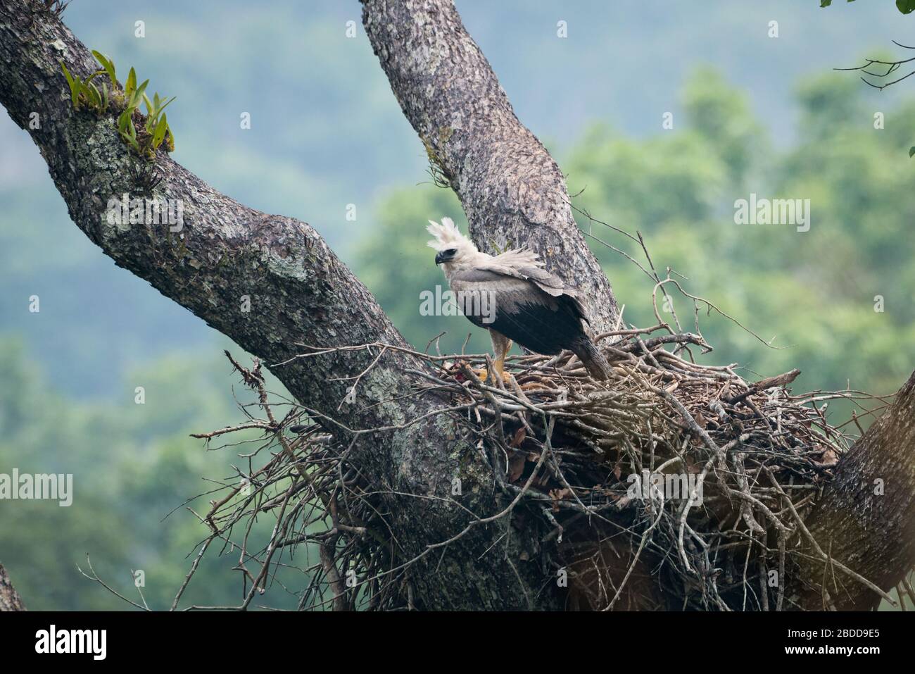Un aigle d'harpie immature (Harpia harpyja) à son nid à Floresta Nacional de Carajás, Pará, Brésil Banque D'Images