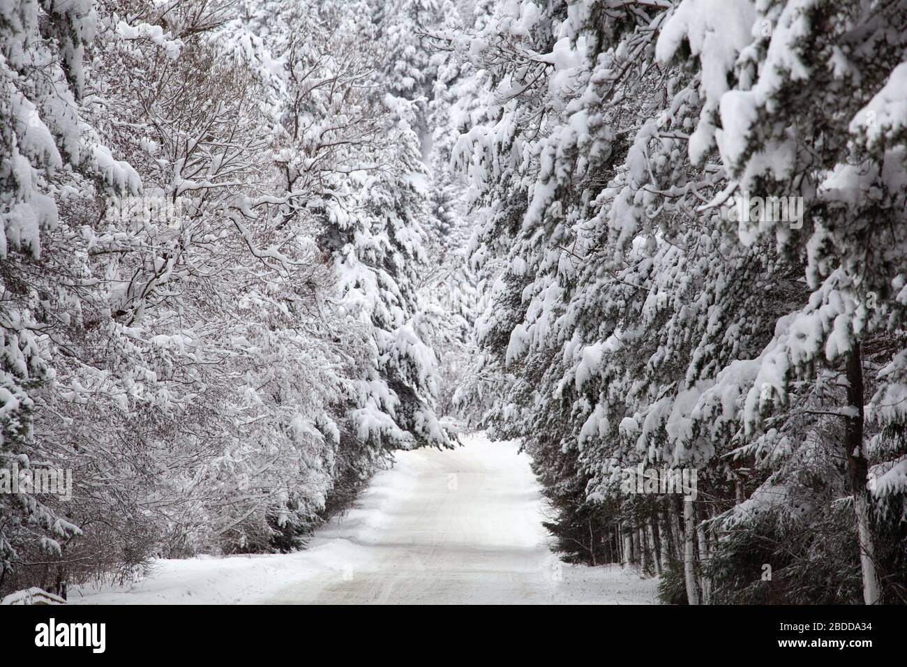 Une Route De Montagne Enneigee En Hiver Qui Traverse Une Foret Photo Stock Alamy