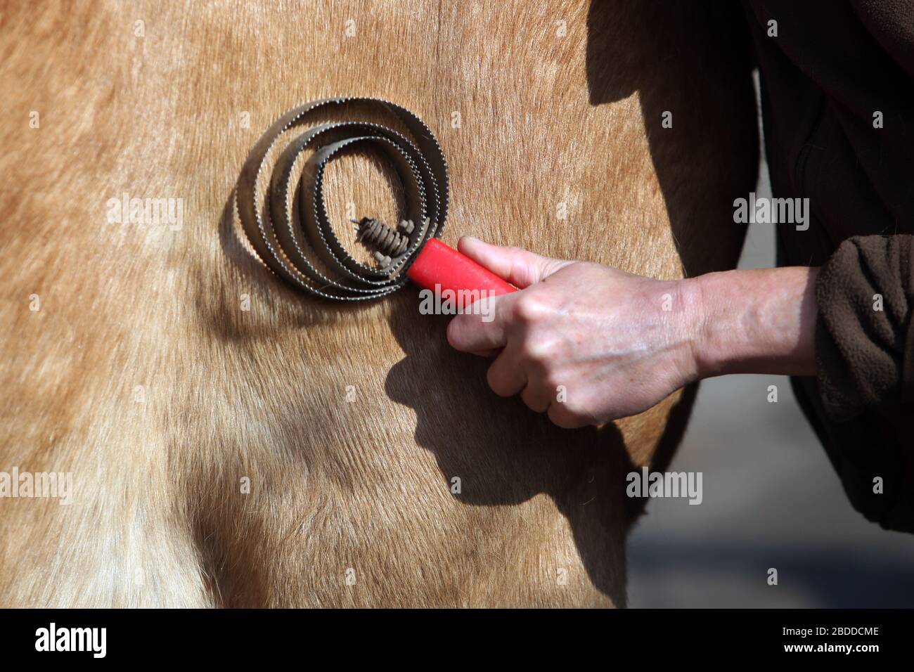 28.04.2018, Dierhagen, Mecklenburg-Ouest Pomerania, Allemagne - gros plan, fourrure d'un cheval est soigné. 00S180428D043CAROEX.JPG [VERSION DU MODÈLE : OUI, PROP Banque D'Images