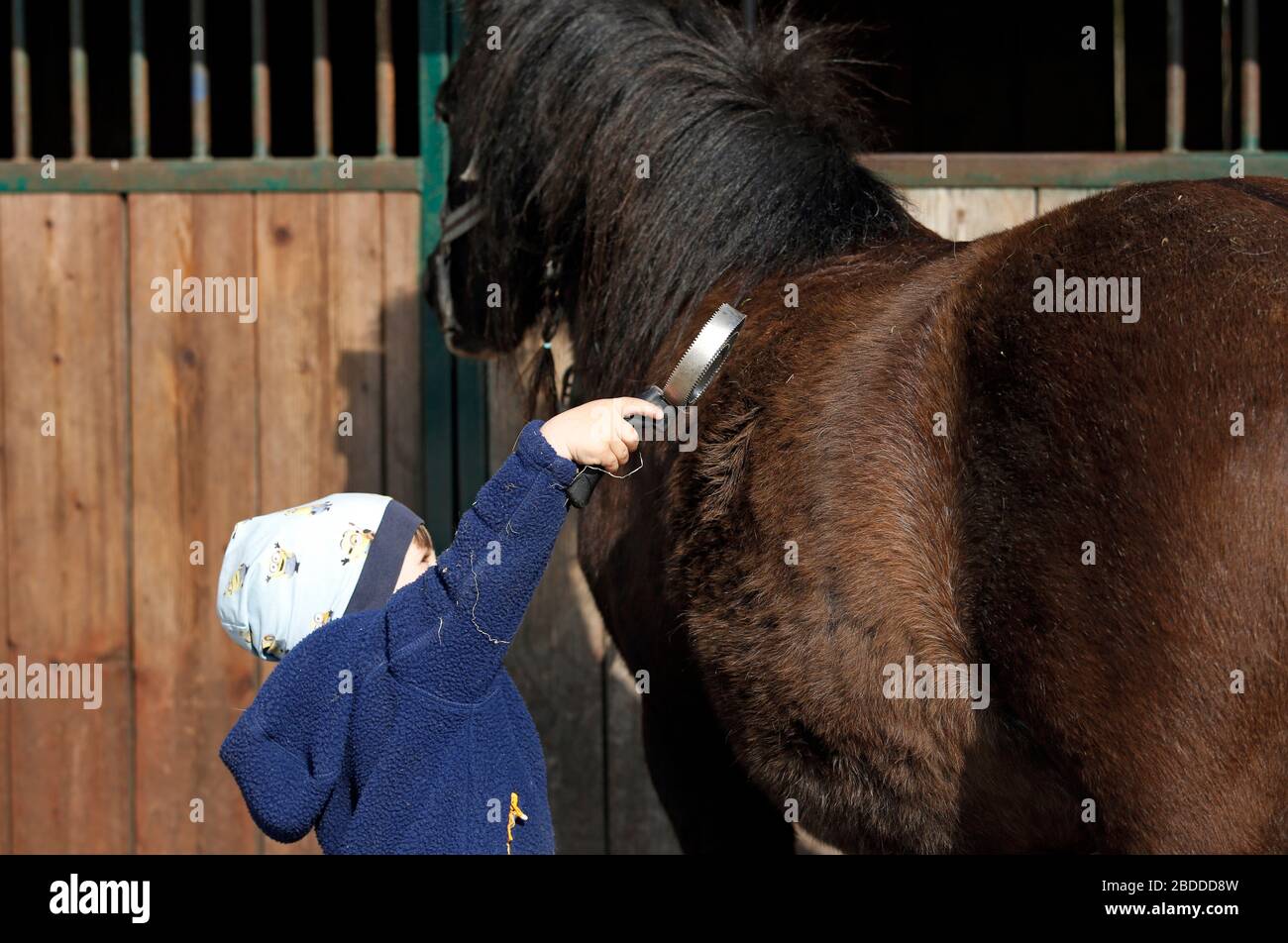 28.04.2018, Dierhagen, Mecklenburg-Ouest Pomerania, Allemagne - très petit enfant est un poney. 00S180428D383CAROEX.JPG [AUTORISATION DU MODÈLE : OUI, LA PROPRIÉTÉ SE REPLACE Banque D'Images