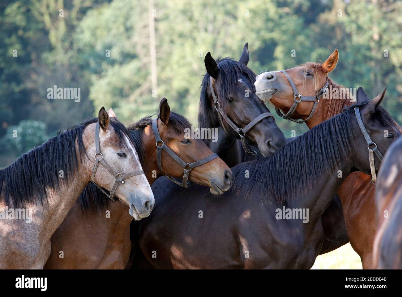 26.05.2018, Graditz , Saxe, Allemagne - les chevaux dans le pâturage ont mis leurs têtes ensemble. 00S180526D586CAROEX.JPG [VERSION DU MODÈLE : NON APPLICABLE, PROPE Banque D'Images