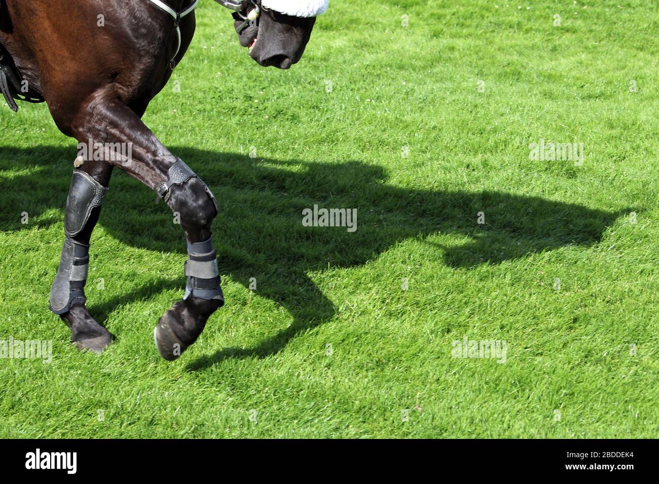 29.06.2018, Hambourg, Hambourg, Allemagne - Trotting Horse jette une ombre sur la pelouse. 00S180629D439CAROEX.JPG [AUTORISATION DU MODÈLE : NON, LIBÉRATION DE PROPRIÉTÉ : NON (C Banque D'Images