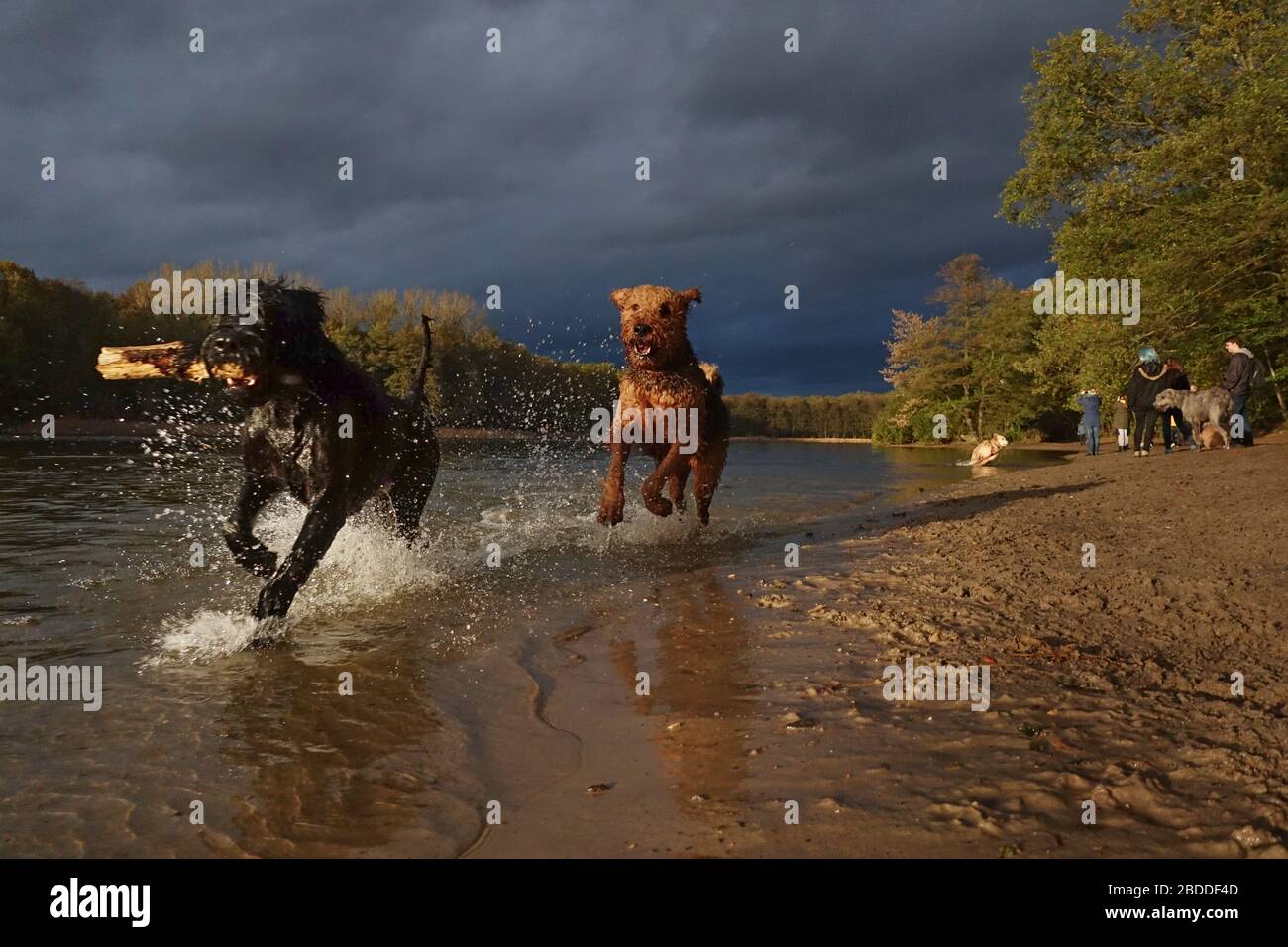 02.11.2019, Berlin, Berlin, Allemagne - chiens jouant les uns avec les autres sur la plage de chiens du Grunewaldsee. 00S191102D103CAROEX.JPG [VERSION DU MODÈLE : NON, P Banque D'Images