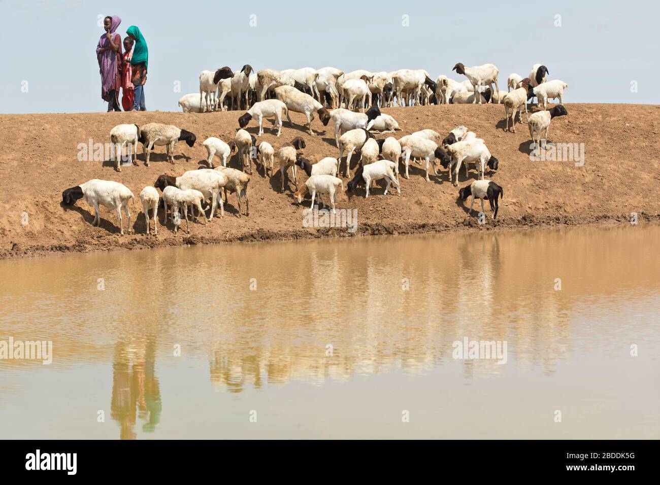 14.11.2019, Gode, région somalienne, Ethiopie - les filles gardent un troupeau africain de chèvres à un creux d'eau. Documentation du projet de l'organisation de secours Banque D'Images
