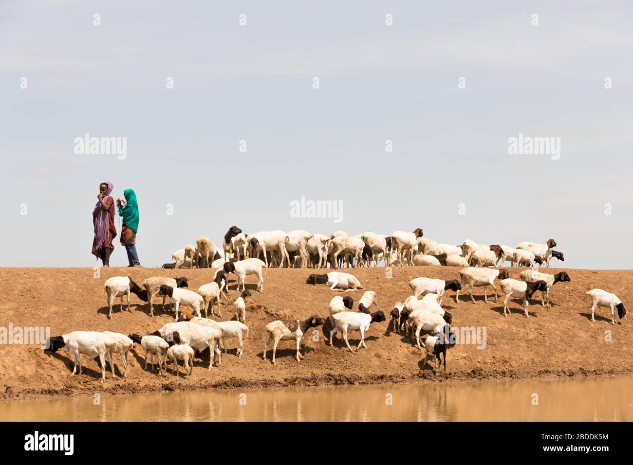 14.11.2019, Gode, région somalienne, Ethiopie - les filles gardent un troupeau africain de chèvres à un creux d'eau. Documentation du projet de l'organisation de secours Banque D'Images