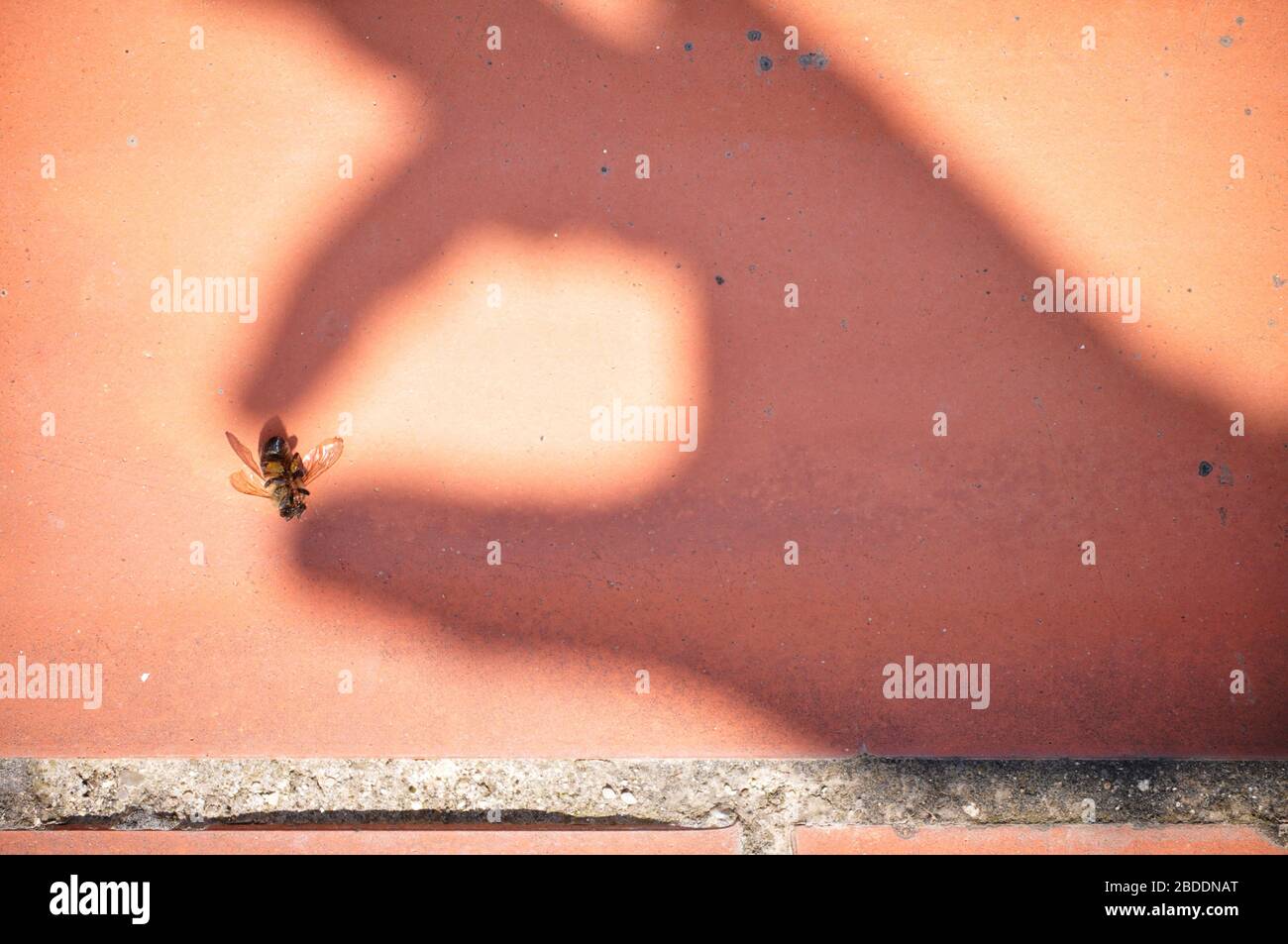 Images conceptuelles d'une ombre d'une main humaine attrapant une abeille morte tuée à cause de produits chimiques de fumigants Banque D'Images
