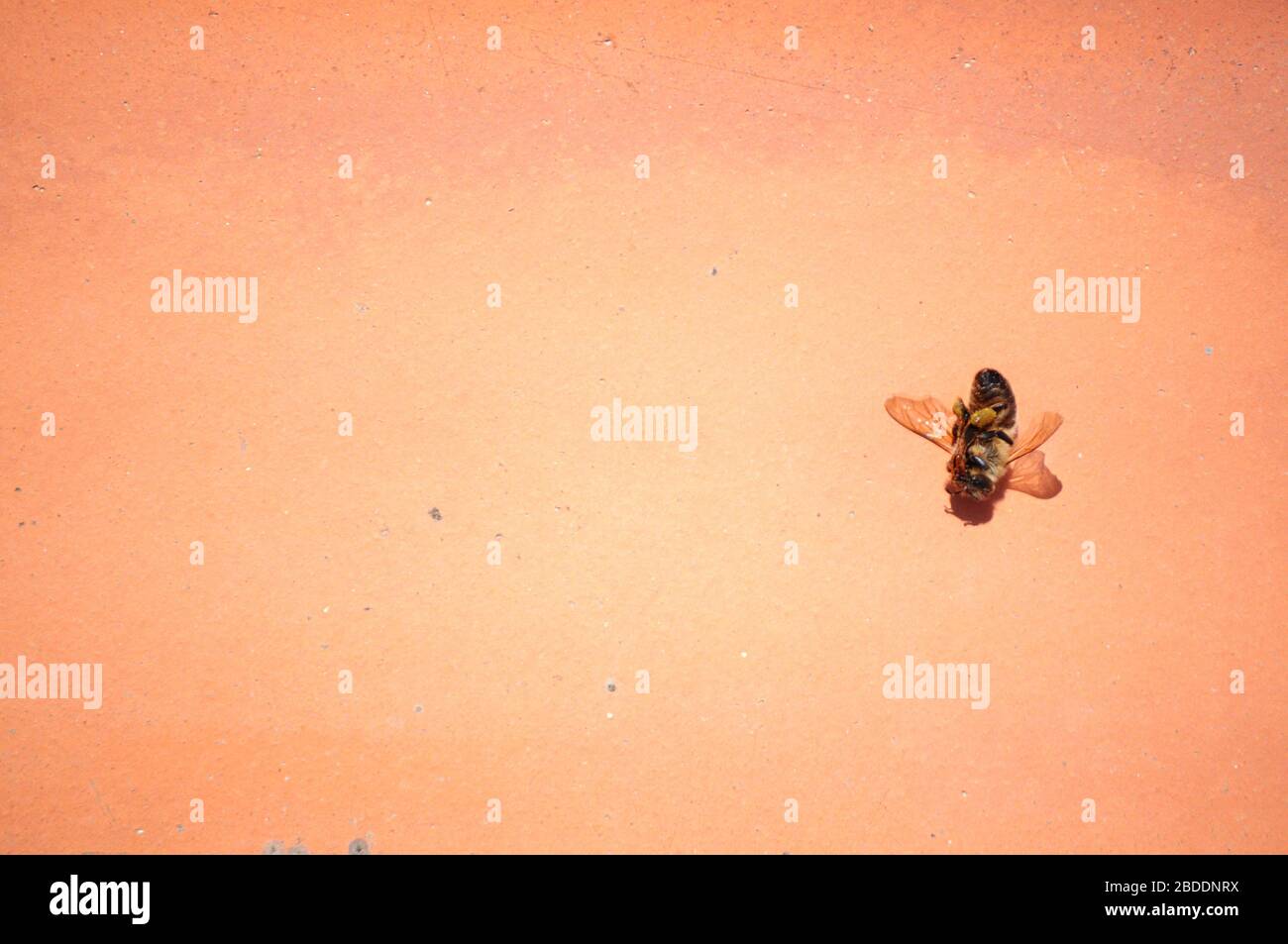vue à l'envers d'une abeille morte. Images conceptuelles avec espace de copie d'une abeille tuée par les agriculteurs fumigeant avec des produits toxiques Banque D'Images