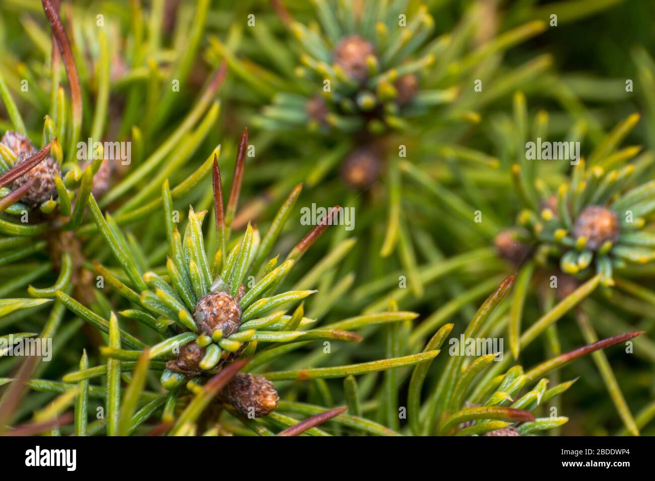 gros plan photo d'un pin en saison de printemps Banque D'Images