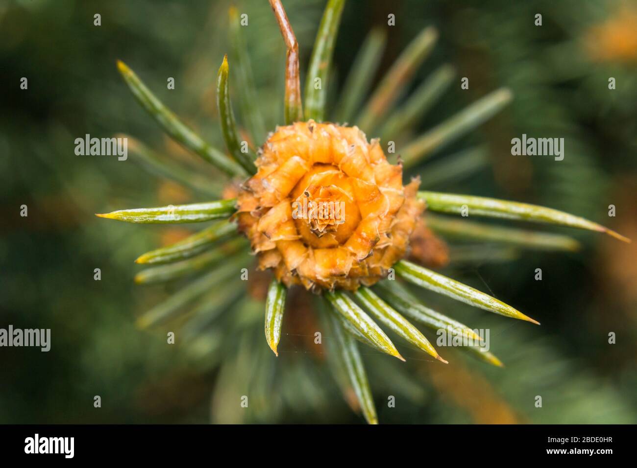 gros plan photo d'un pin en saison de printemps Banque D'Images