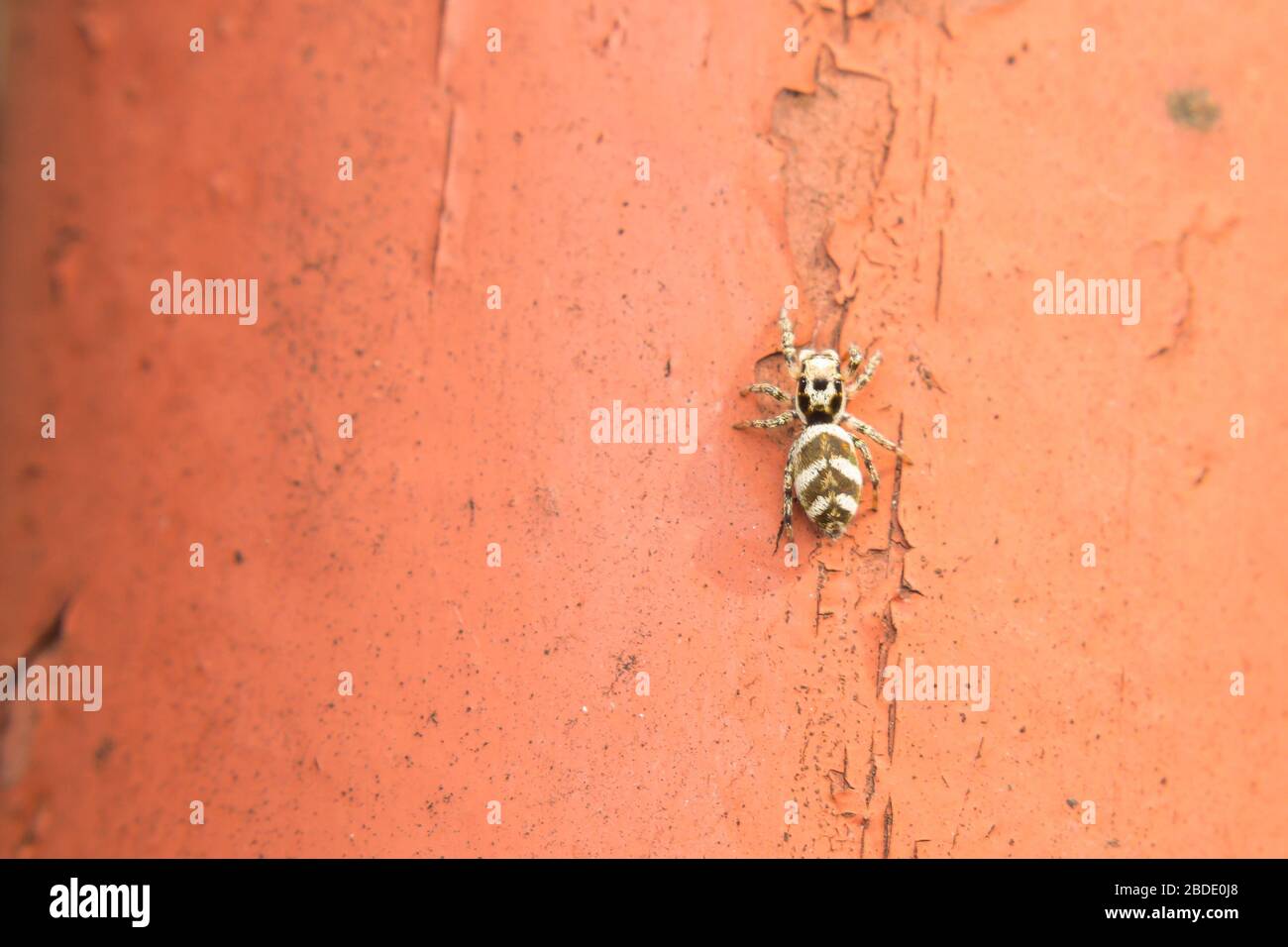 Petite araignée blanche et noire Banque de photographies et d’images à haute résolution Page 2