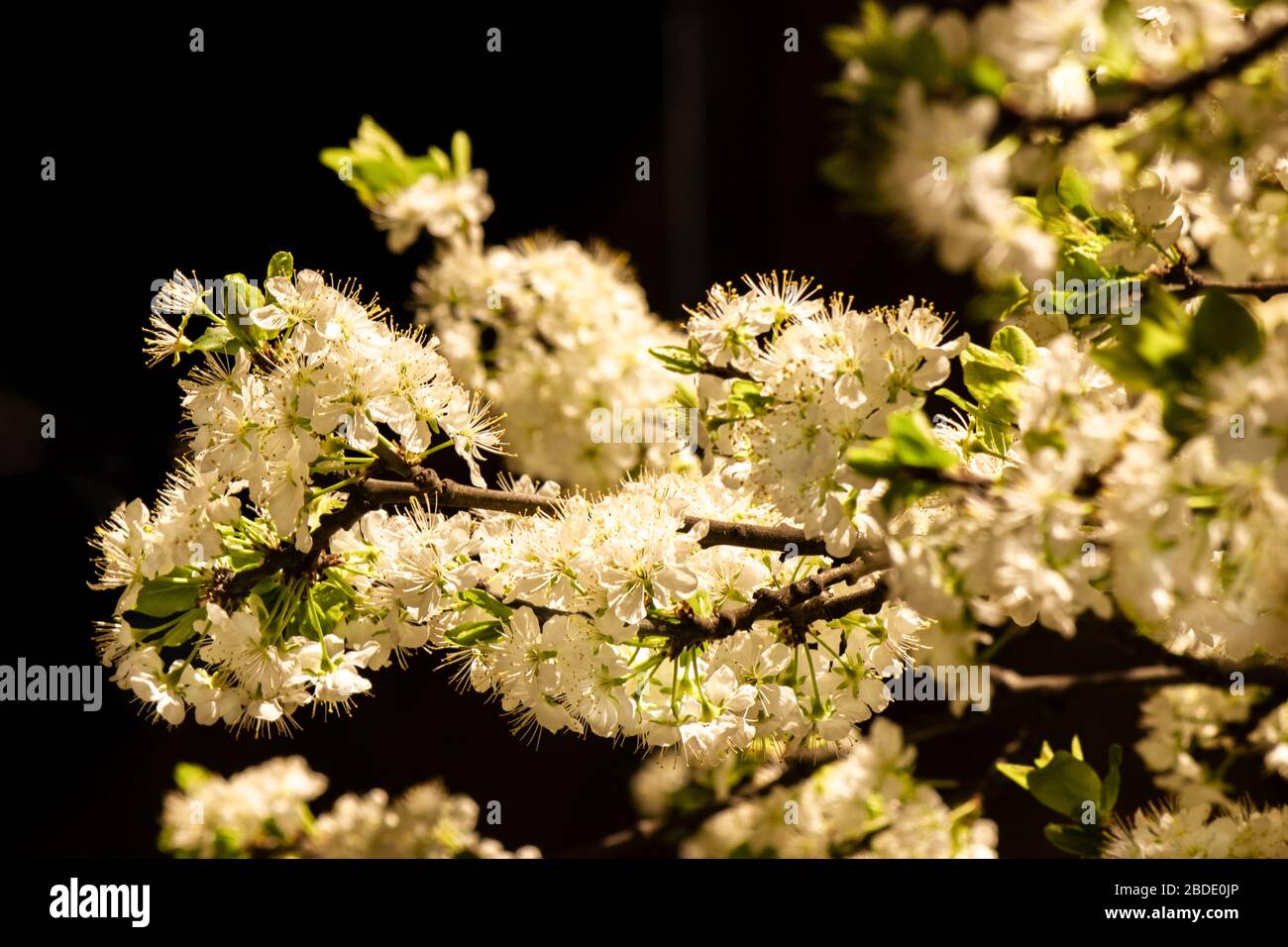 Une belle branche de prune florissante la nuit dans la pleine lune. Photo d'art. La prune blanche s'épanouit dans la lune. Floraison printanière des arbres fruitiers dans le Banque D'Images