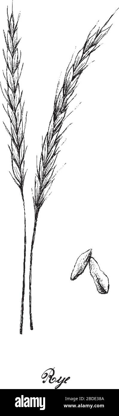 Illustration de l'esquisse dessinée à la main Bunch de Rye ou Secale cereale sur fond blanc, utilisée pour farine, pain, bière, pain croustillant, whisky, vodkas et A. Illustration de Vecteur