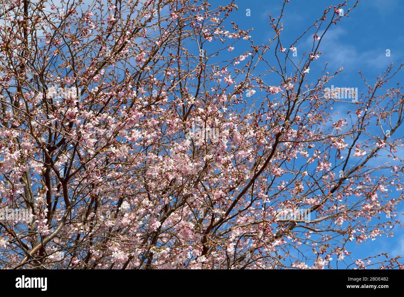 CERISIER ROSE PRUNUS AU DÉBUT DU PRINTEMPS ÉCOSSE Banque D'Images