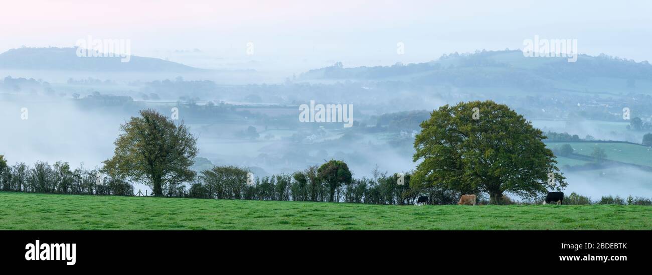 Hay Hill et Ben Knowle Hill sont entourés d'une brume matinale vue de Deerbisset sur les Mendip Hills, Somerset, Angleterre. Banque D'Images