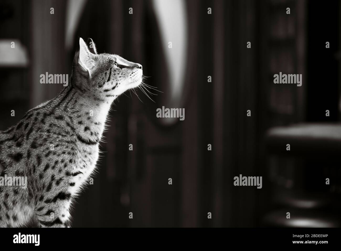 Profil Partiel D Un Chat De Savannah Assis A La Recherche Photo Stock Alamy