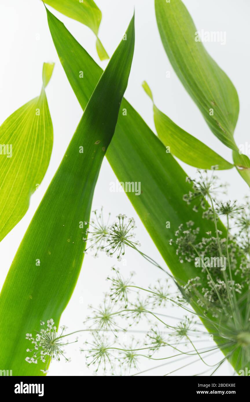 Composition des feuilles vertes et de la dentelle de la Reine Annes (Daucus carota) fleurs en lumière vive Banque D'Images